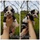 Great Dane Puppies for sale in Pasadena, CA 91101, USA. price: NA