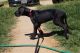 Great Dane Puppies for sale in Colorado City, TX 79512, USA. price: NA