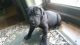 Great Dane Puppies for sale in Michigan Ave, Inkster, MI 48141, USA. price: NA