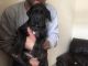 Great Dane Puppies for sale in Bloomfield Ave, Bloomfield, CT 06002, USA. price: NA