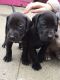Great Dane Puppies for sale in 340 S 600 W, Salt Lake City, UT 84101, USA. price: NA