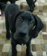 Great Dane Puppies for sale in El Segundo, CA 90245, USA. price: NA