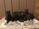 Great Dane Puppies for sale in Dublin, VA 24084, USA. price: NA