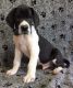 Great Dane Puppies for sale in Kearney, NE, USA. price: NA