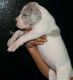 Great Dane Puppies for sale in NM-528, Bernalillo, NM 87004, USA. price: NA