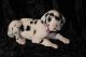 Great Dane Puppies for sale in Tecate, CA 91987, USA. price: NA