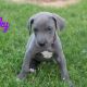 Great Dane Puppies for sale in Canton, OH, USA. price: NA