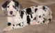 Great Dane Puppies for sale in Mound, MN 55364, USA. price: NA