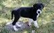Great Dane Puppies for sale in Bozeman, MT, USA. price: $650