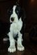 Great Dane Puppies for sale in West Lafayette, IN, USA. price: NA