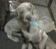 Great Dane Puppies for sale in Florence St, Denver, CO, USA. price: NA