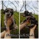Great Dane Puppies for sale in Bronx, NY, USA. price: NA