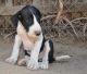 Great Dane Puppies for sale in Rice, MN 56367, USA. price: NA