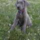 Great Dane Puppies for sale in Canton, OH, USA. price: NA