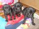 Great Dane Puppies for sale in 10001 US-4, Whitehall, NY 12887, USA. price: NA