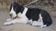 Great Dane Puppies for sale in Salem, OR, USA. price: $650