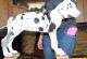 Great Dane Puppies for sale in Salem, OR, USA. price: $650