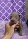 Great Dane Puppies for sale in Austin, TX 78704, USA. price: NA