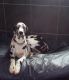 Great Dane Puppies for sale in Beverly Hills, CA, USA. price: NA