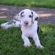 Great Dane Puppies for sale in Abbeville, SC 29620, USA. price: NA