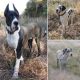 Great Dane Puppies for sale in Mannford, OK, USA. price: $800