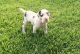 Great Dane Puppies for sale in Los Altos, CA, USA. price: NA
