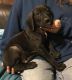 Great Dane Puppies for sale in Nevada St, Newark, NJ 07102, USA. price: NA