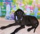Great Dane Puppies for sale in Greenville, SC, USA. price: NA