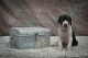 Great Dane Puppies for sale in Inverness, FL, USA. price: NA