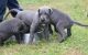 Great Dane Puppies for sale in Omar Ave, Carteret, NJ 07008, USA. price: NA