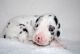 Great Dane Puppies for sale in Fort Oglethorpe, GA 30742, USA. price: NA