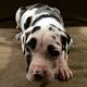 Great Dane Puppies for sale in Baltimore, MD 21205, USA. price: NA