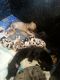 Great Dane Puppies for sale in San Francisco, CA, USA. price: NA