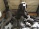Great Dane Puppies for sale in Florence, KY, USA. price: NA