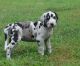 Great Dane Puppies for sale in Florida City, FL, USA. price: $300