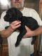 Great Dane Puppies for sale in Cave City, KY 42127, USA. price: NA