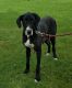 Great Dane Puppies for sale in Grabill, IN 46741, USA. price: NA