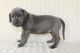 Great Dane Puppies for sale in Minneapolis, MN, USA. price: NA