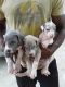 Great Dane Puppies for sale in Plano, TX, USA. price: $800