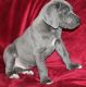 Great Dane Puppies for sale in Miami, FL, USA. price: $400