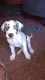 Great Dane Puppies for sale in Greenville, SC, USA. price: NA