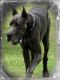 Great Dane Puppies for sale in Richburg, SC 29729, USA. price: NA