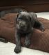 Great Dane Puppies for sale in NJ-3, Clifton, NJ, USA. price: NA