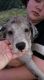 Great Dane Puppies for sale in Walterboro, SC 29488, USA. price: NA