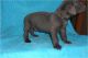 Great Dane Puppies for sale in Merritt Blvd, Baltimore, MD, USA. price: $350