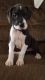 Great Dane Puppies for sale in Montgomery, MI, USA. price: NA