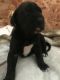 Great Dane Puppies for sale in Warren, MI, USA. price: $1,000