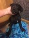 Great Dane Puppies for sale in Marion, IN, USA. price: NA