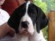 Great Dane Puppies for sale in Moores Hill, IN 47032, USA. price: NA