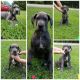 Great Dane Puppies for sale in Gaffney, SC 29340, USA. price: NA